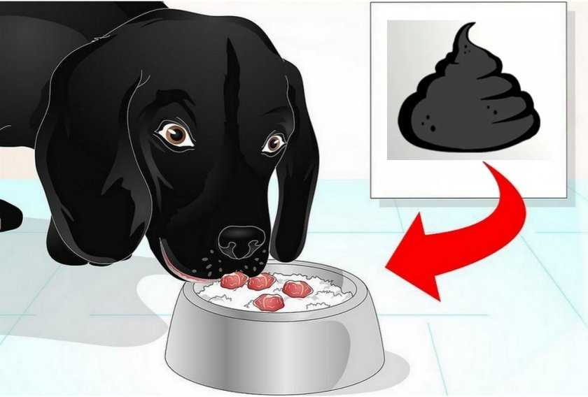 Причины, почему щенок плохо ест, и советы, как справиться с проблемой | блог ветклиники "беланта"