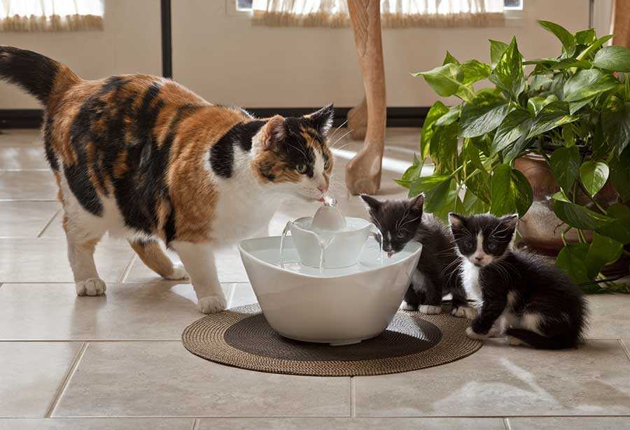 Сколько воды пьют кошки и что делать, если кошка не пьет