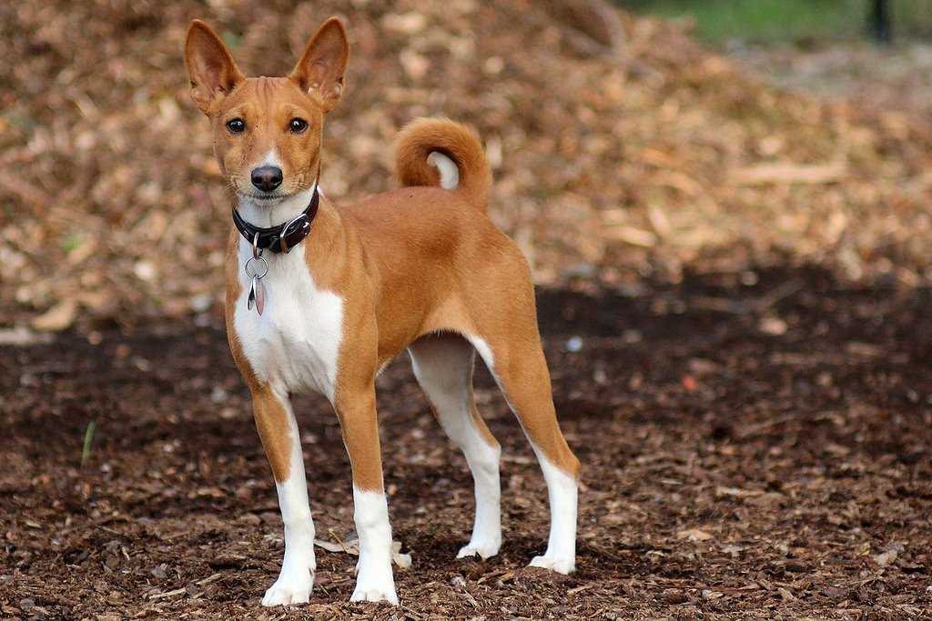 Басенджи: описание породы собак