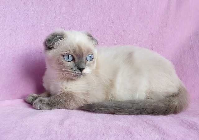 Cиамская кошка - характер породы, фото