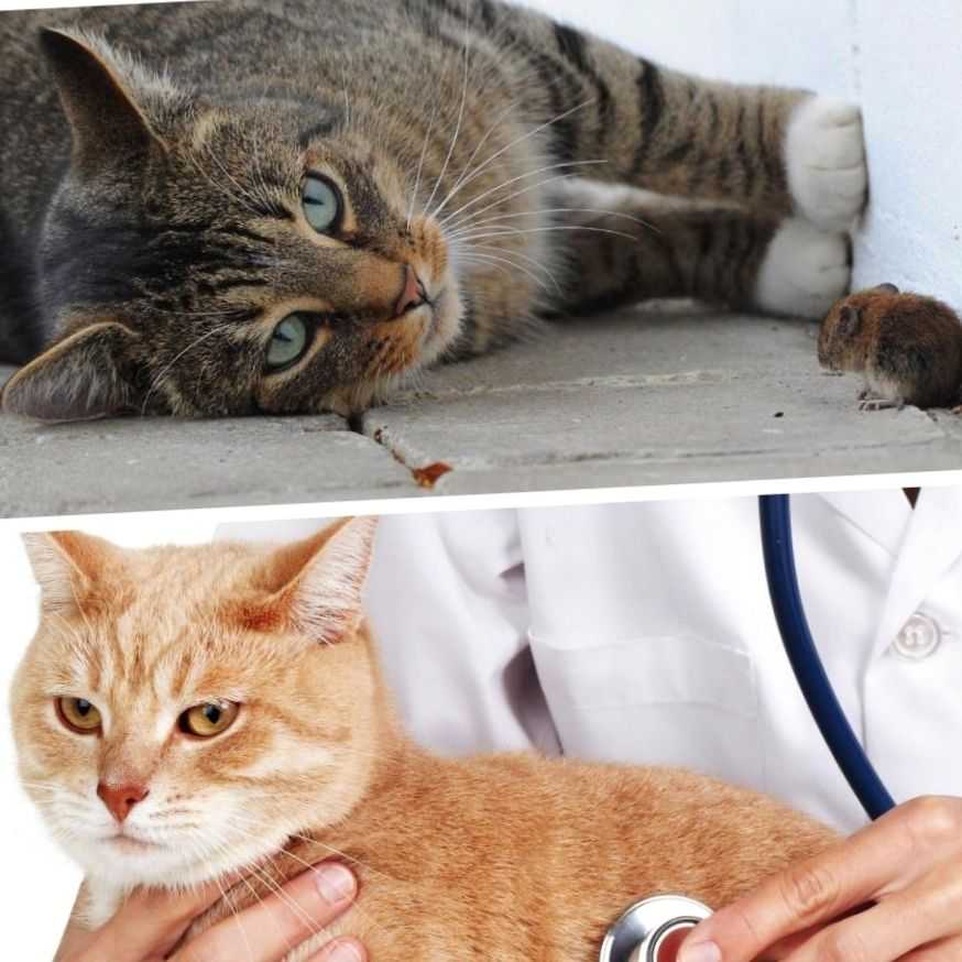 Чем можно заразиться от кошки человеку: 13 болезней, опасных для людей