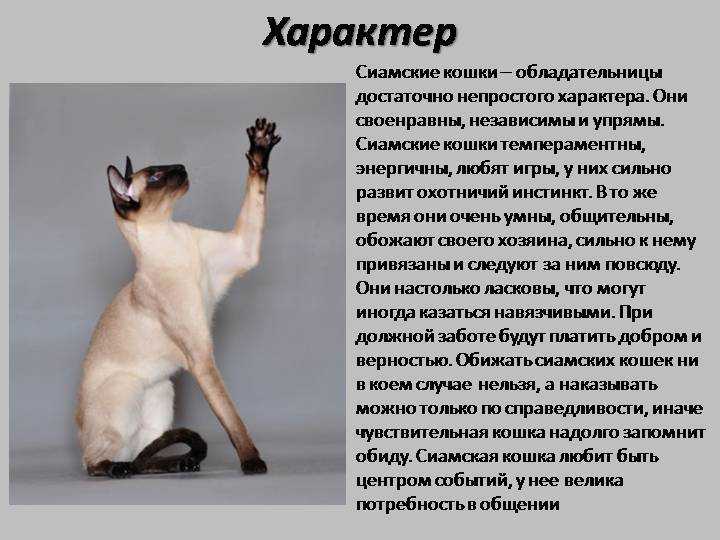 Сиамская кошка: 150 фото, стандарты породы, цена котенка, характер и возможные болезни