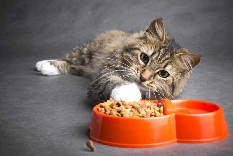Почему кот постоянно просит есть и что с этим делать?