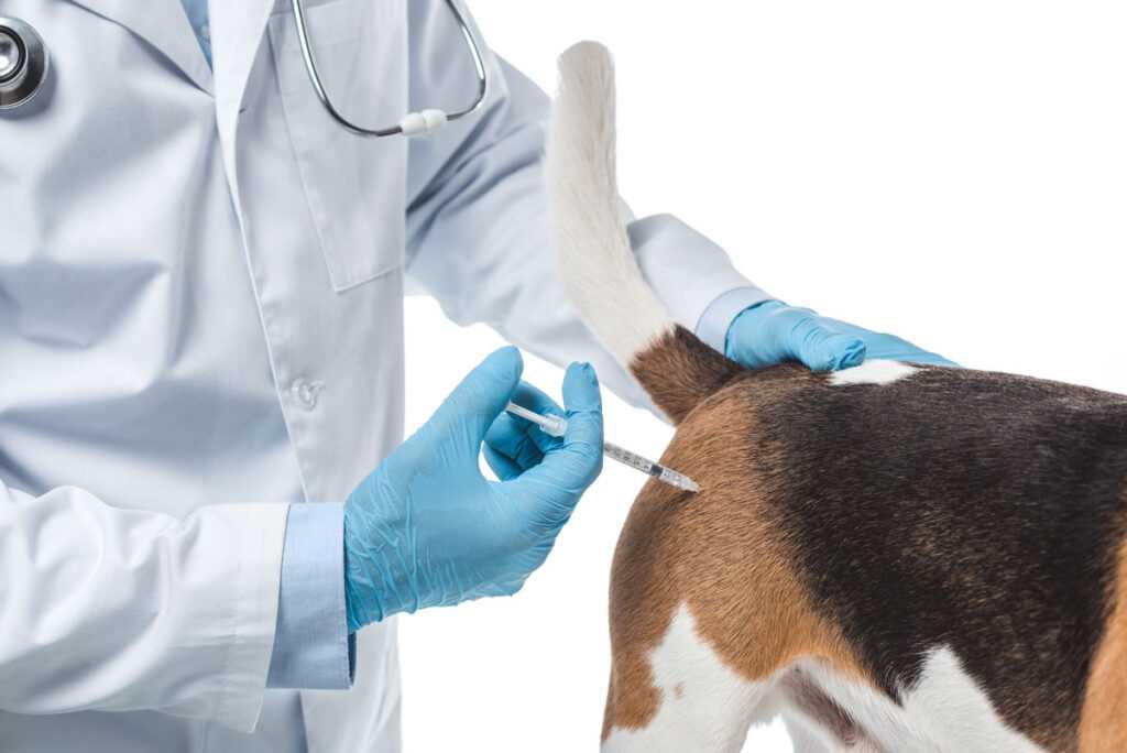 Как делать уколы собакам: подготовка и выбор шприца, техника постановки инъекции в 7 приемов, возможные осложнения