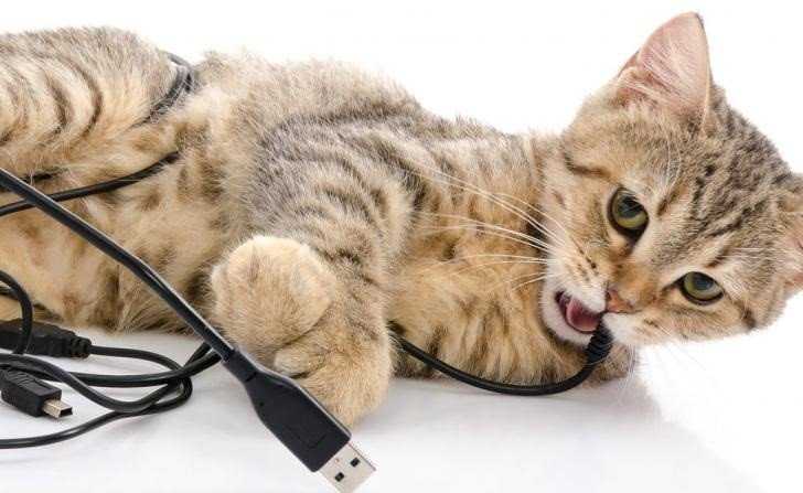 Почему кошка грызет провода и как отучить ее от этой привычки: 5 способов, дополнительные хитрости, что делать в случае удара питомца током