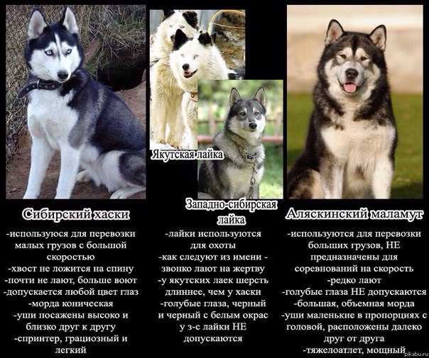 Собаки самоеды: почему так называется порода, история происхождения, фото питомцев, их описание, черты характера и правила ухода