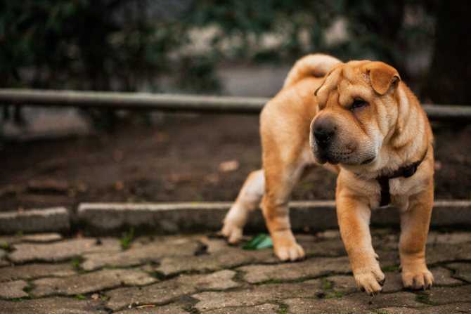 Шарпей — описание породы собаки от а до я