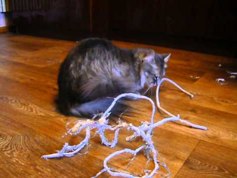 Что делать, если кошка съела резинку