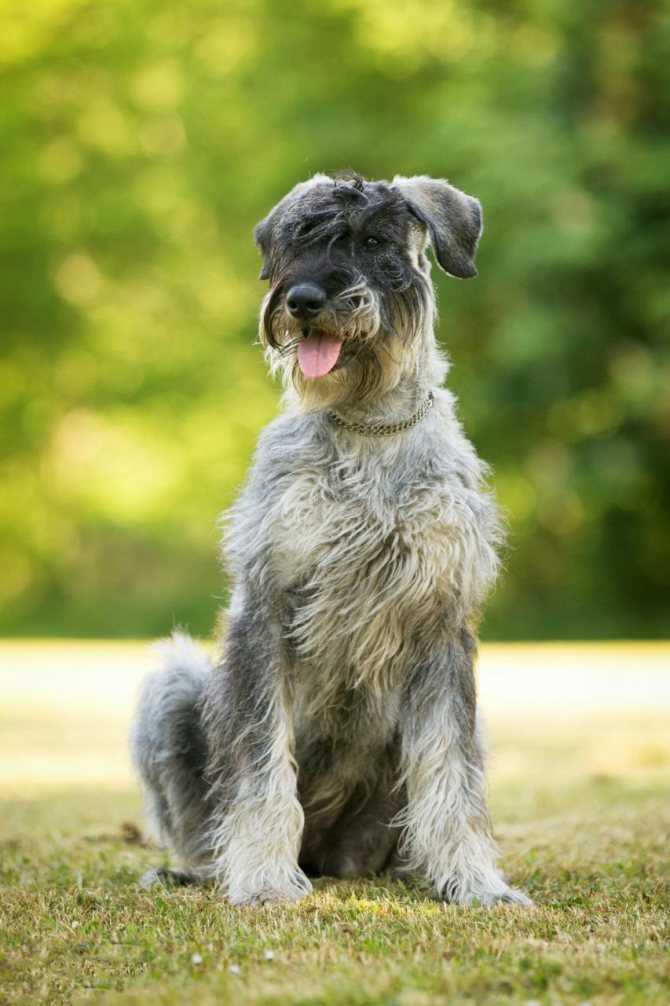 Порода собак ризеншнауцер: как вырастить достойного и ласкового компаньона из сурового «баварского бородача»