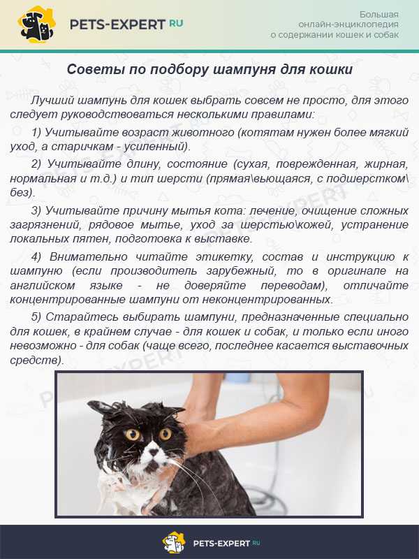 Мытье кошки: правила и рекомендации. можно ли мыть кошку обычным шампунем для людей или мылом? мыть кота французским фейри