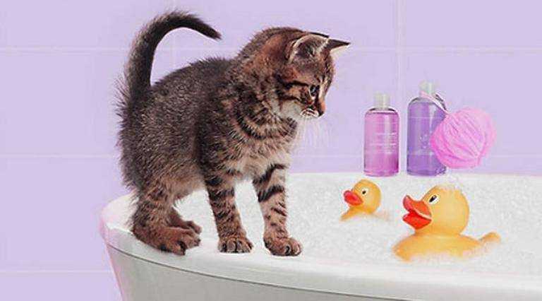 Купание котенка в первый раз: с какого возраста можно купать котят? как правильно искупать котенка дома впервые?
