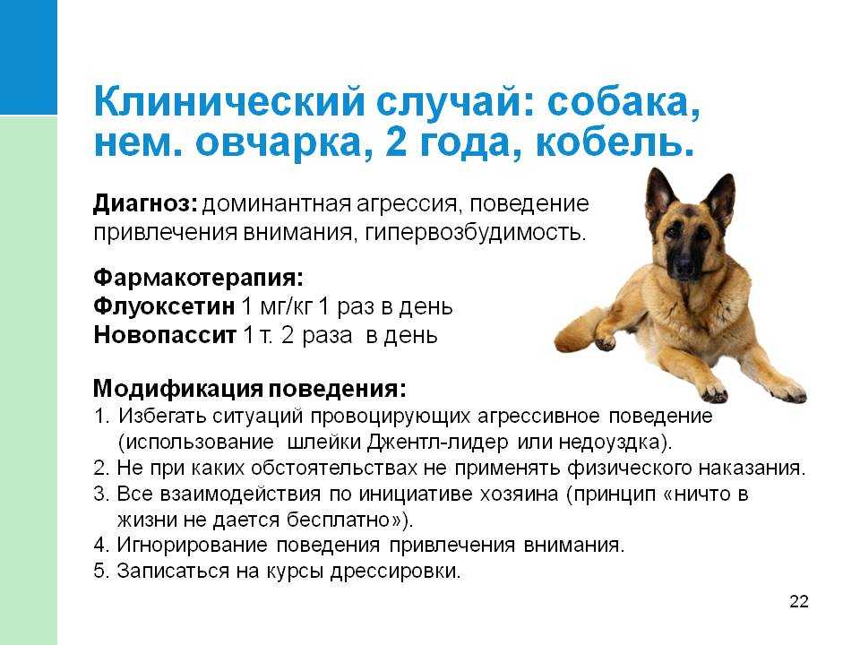 ᐉ как отучить щенка огрызаться на хозяина? - zoomanji.ru