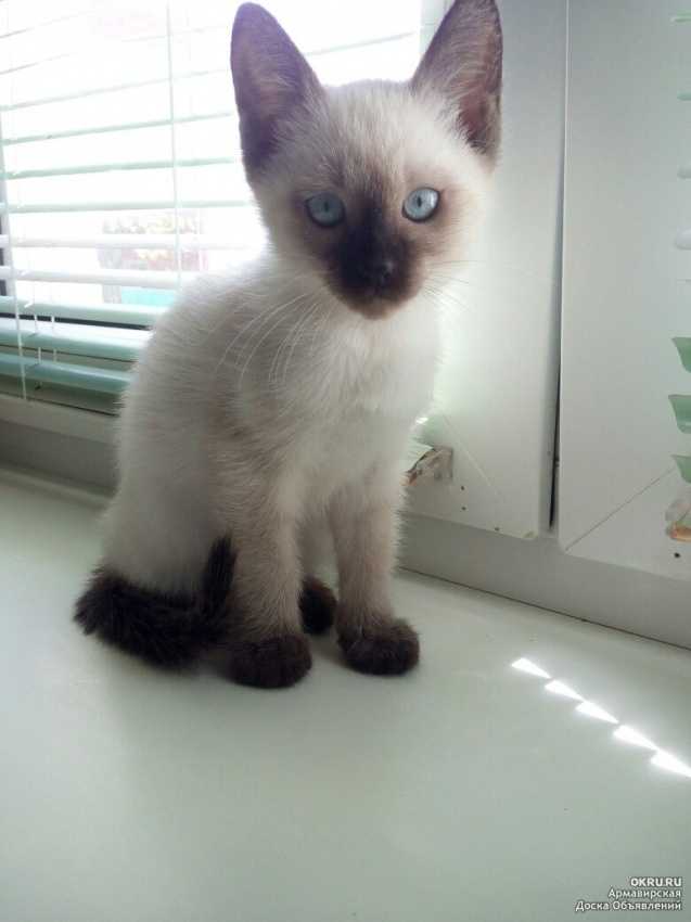 Тайская кошка (110 фото): описание породы с фотографиями кошки, варианты окраса шерсти, советы по уходу