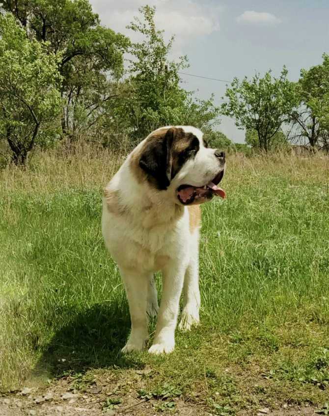 Сенбернар собака. описание, особенности, уход и цена сенбернара | sobakagav.ru