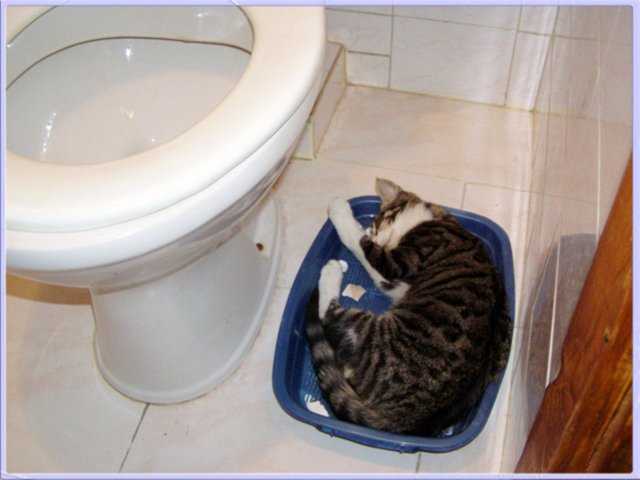 Сколько раз кот или кошка должны ходить в туалет: как часто они посещают лоток, профилактика заболеваний