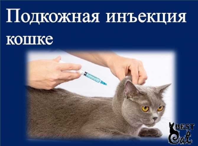 Как сделать укол кошке в холку