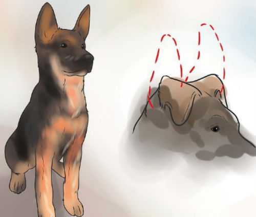 Язык собак: как понять питомца по мимике глаз, движению ушей и хвоста