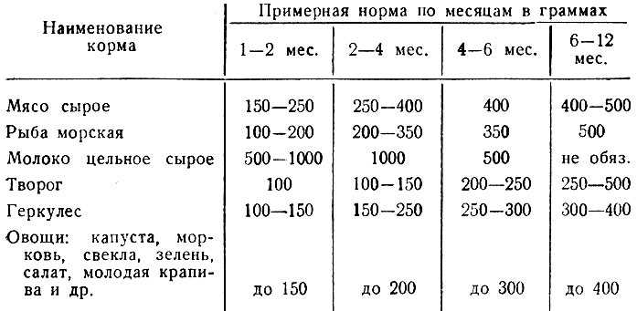 Чем кормить мопса: советы и пример меню на неделю :: syl.ru