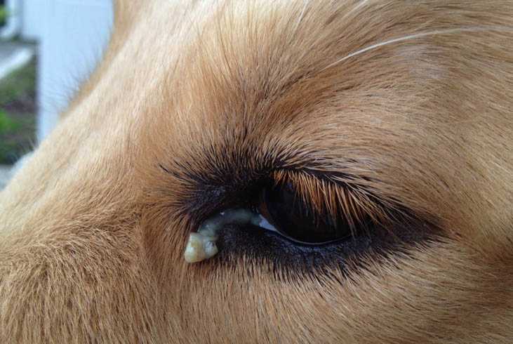 Конъюнктивит у собак: лечение, симптомы с фото, список лекарст