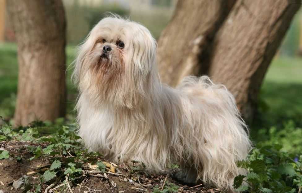 Лхаса апсо: фото, описание породы, отличия от других собак, болезни, уход