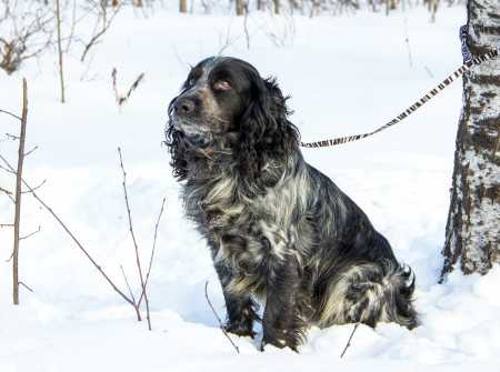 Русский охотничий спаниель — описание, характер, фото | все о собаках