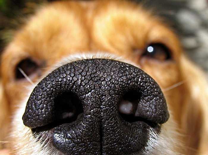 Почему у собаки сухой нос: физиологические и психологические причины, лечение, профилактика