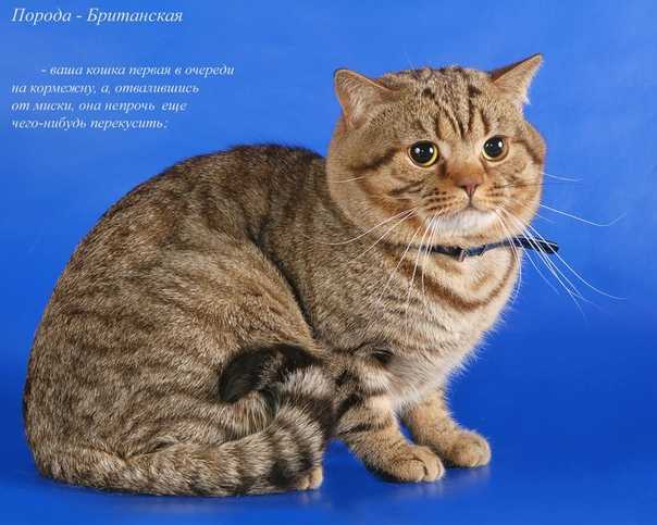 Британская короткошерстная кошка - 130 фото, основные сведения и цена за породистого котенка
