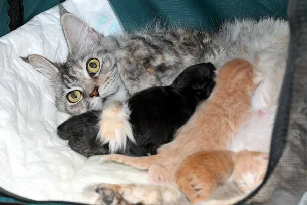 Беременность и роды у кошек - признаки и советы | блог о домашних животных