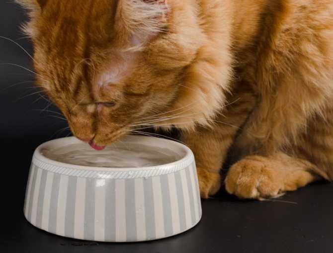 9 причин почему кошка не ест, только пьет воду и спит