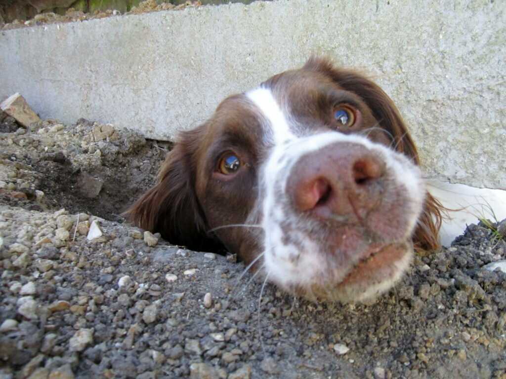 Почему собаки копают ямы, землю, клумбы, грядки, подстилку, пол, в кровати, после родов, как отучить