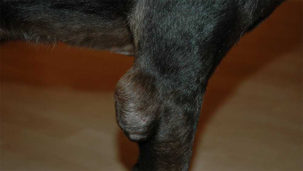 Лечение артрита у собак