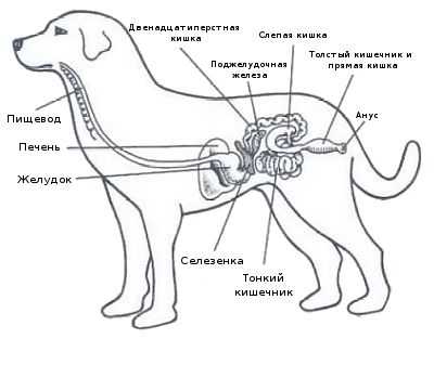 Размеры французского бульдога от щенка до взрослой собаки: стандарты породы, рост и вес щенка или взрослой собаки, размеры обуви, одежды, ошейника или лежака