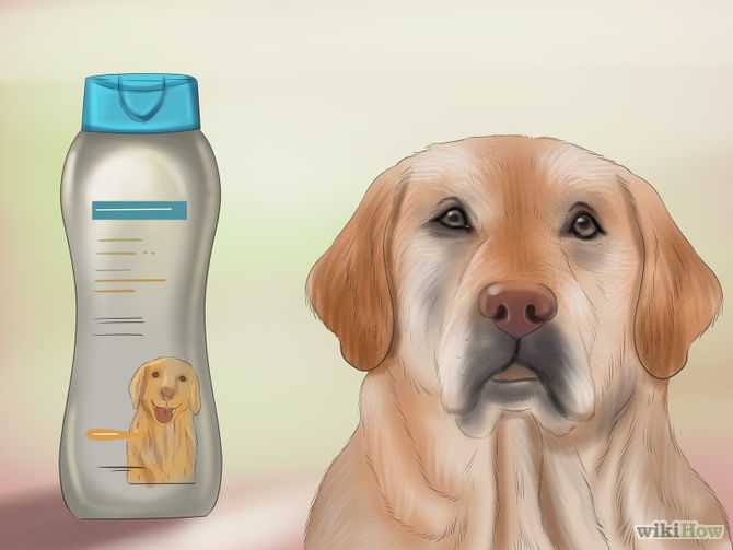 Неприятный запах от собаки. причины и способы устранения