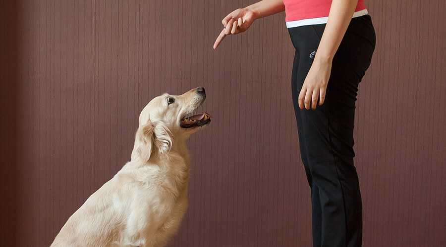 Как перестать бояться собак и избавиться от фобии навсегда