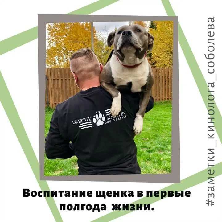 Собака боится громких звуков (выстрелов, салюта, грома и грозы) - что делать и как отучить - dogtricks.ru