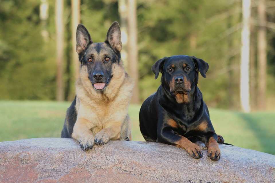 Лучшие сторожевые собаки: топ-10 пород для охраны частного дома и квартиры