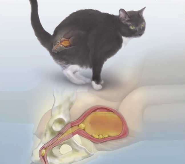 Мочекаменная болезнь у кошек: симптомы. лечение. профилактика