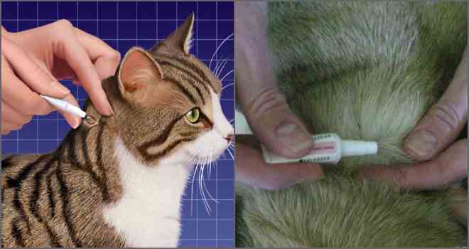 Лечат ли кошки людей: влияние кошек на здоровье хозяев и какие болезни умеют лечить (кототерапия)