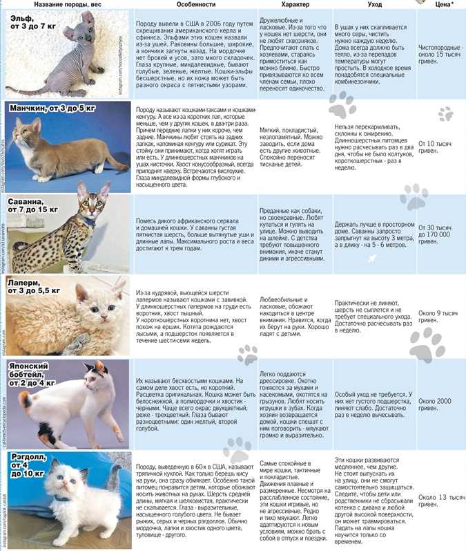Рэгдолл: особенности характера и правила выбора породистого котенка (100 фото и видео)