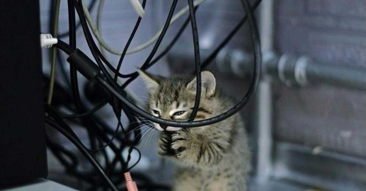 Как отучить котенка грызть провода?