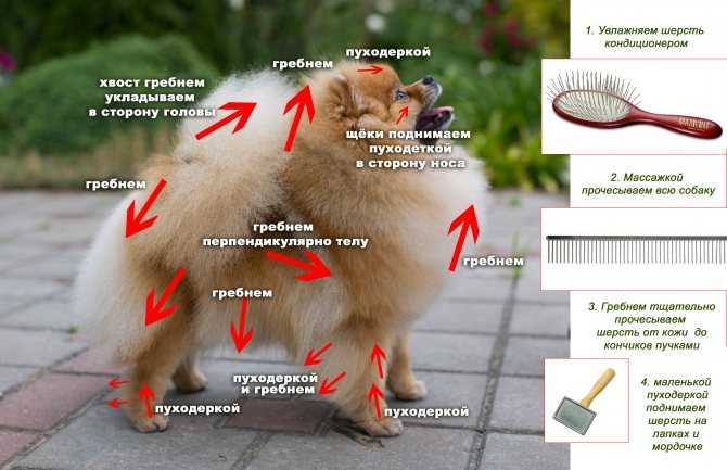 Экспресс-линька для собак: что это как делается, в домшних условиях