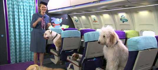 Правила перевозки собак по россии — самолёт, поезд, автобус, общественный транспорт