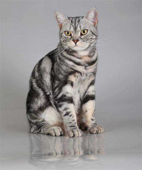 Сиамская кошка (120 фото): обзор породы, интересные факты, внешний вид, цена котят, что едят, сколько живут, повадкий