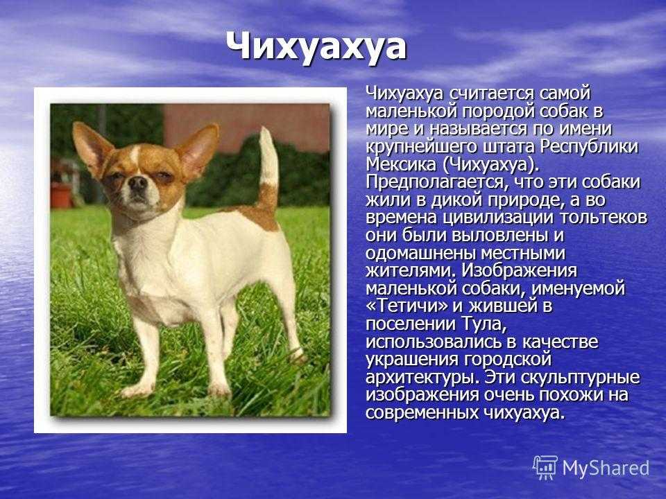 Чихуахуа фото собаки, описание породы, мини и длинношерстные, сколько живут, отзывы владельцев