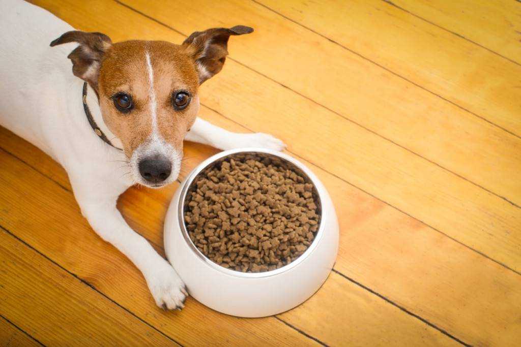 Собака отказывается от сухого корма: список причин и методы решения