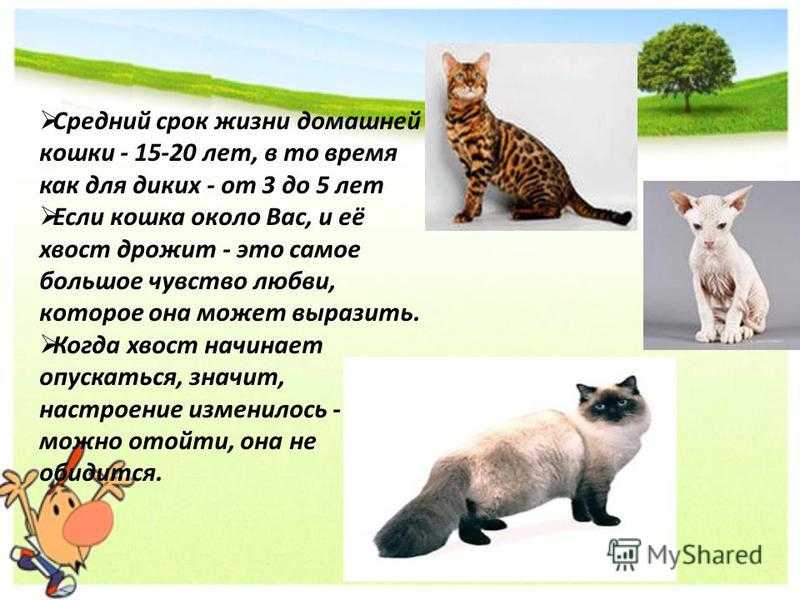 Сколько живут сиамские кошки