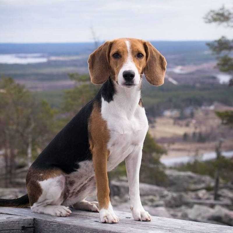 Эстонская гончая — фото, описание породы собак, характер