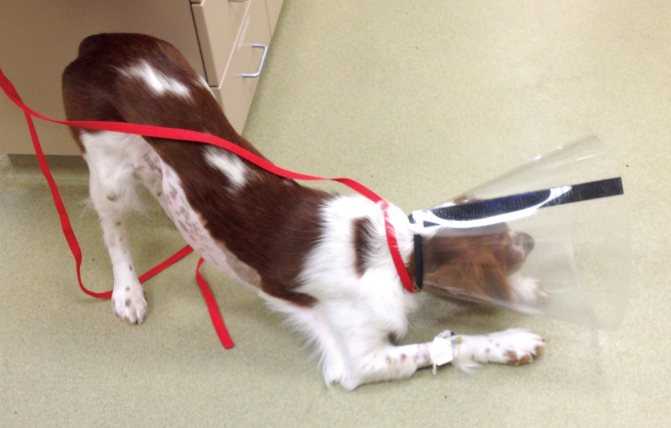 Болячки, сыпь на животе у собаки: причины, диагностика и лечение | блог ветклиники "беланта"