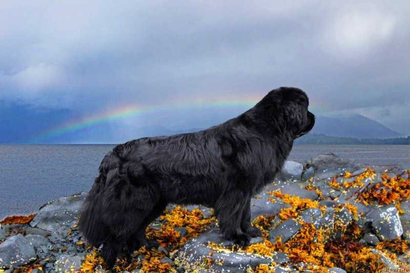 Ньюфаундленд собака. описание, особенности, уход и цена ньюфаундленда | sobakagav.ru