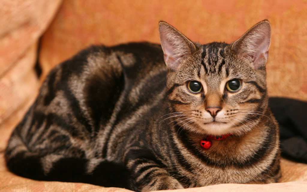 Сиамская кошка: характер, сколько стоит содержание [фото, видео, цена]